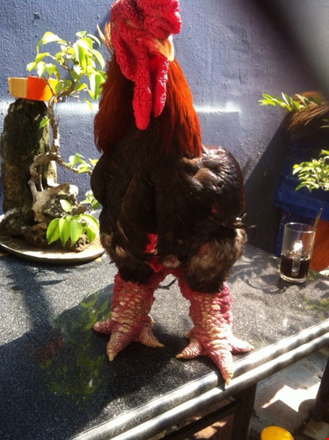 ga-đong-tảo-tây-ninh-24h (10).jpg