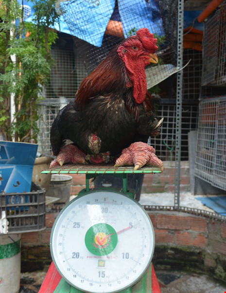 ga-đong-tảo-tây-ninh-24h (2).jpg