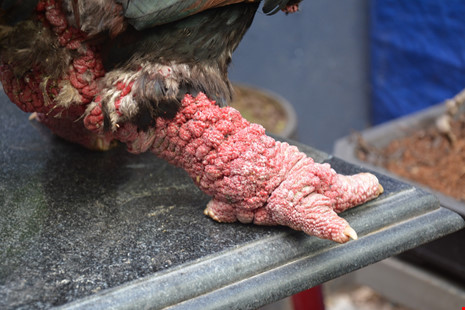 ga-đong-tảo-tây-ninh-24h (3).jpg