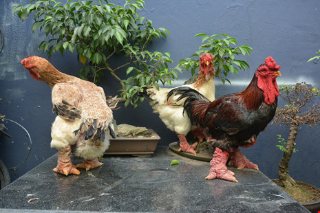 ga-đong-tảo-tây-ninh-24h (4).jpg