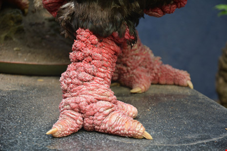 ga-đong-tảo-tây-ninh-24h (5).jpg