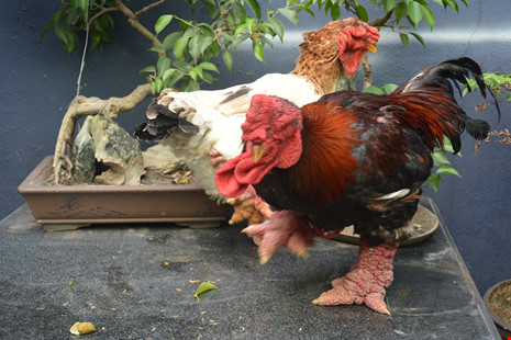 ga-đong-tảo-tây-ninh-24h (6).jpg