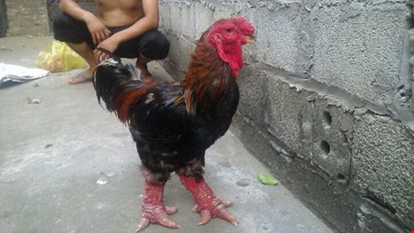 ga-đong-tảo-tây-ninh-24h (9).jpg